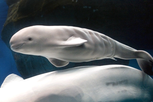BELUGA WHALES